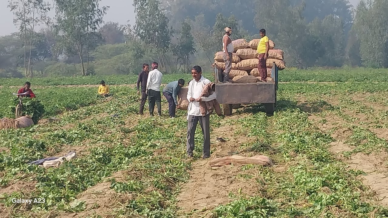Kasim ali khan 1000 Aloo ka khet Birra Khanpur UP78 new video 