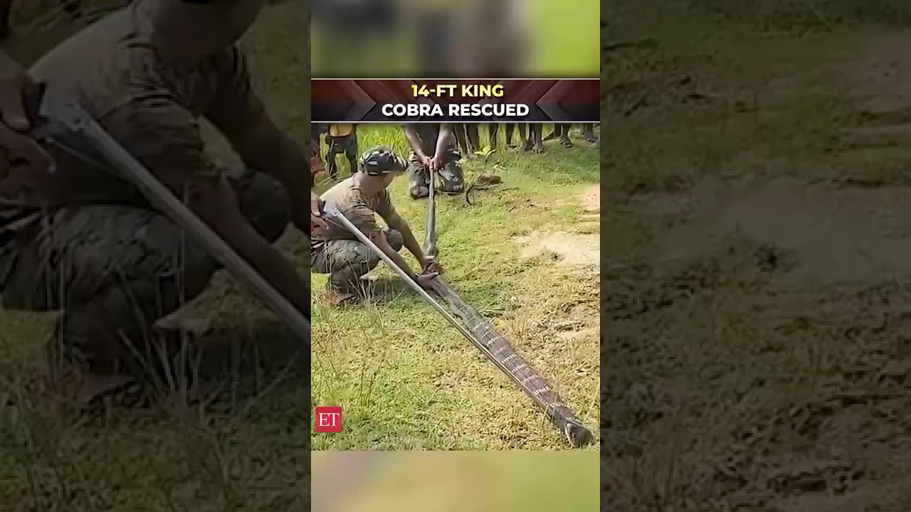 14-foot King Cobra rescued from Odisha’s Mayurbhanj forest