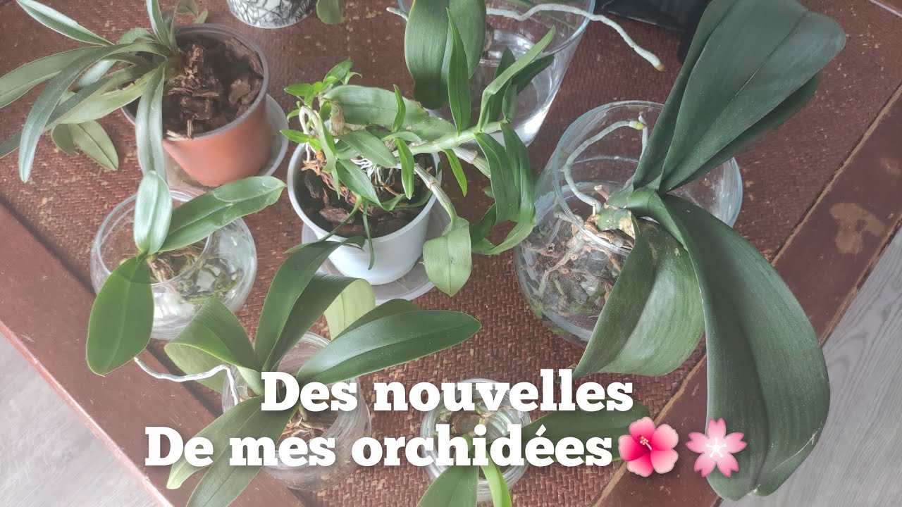 Des Nouvelles de mes Orchidées dans l'eau #aquaculture #orchidées