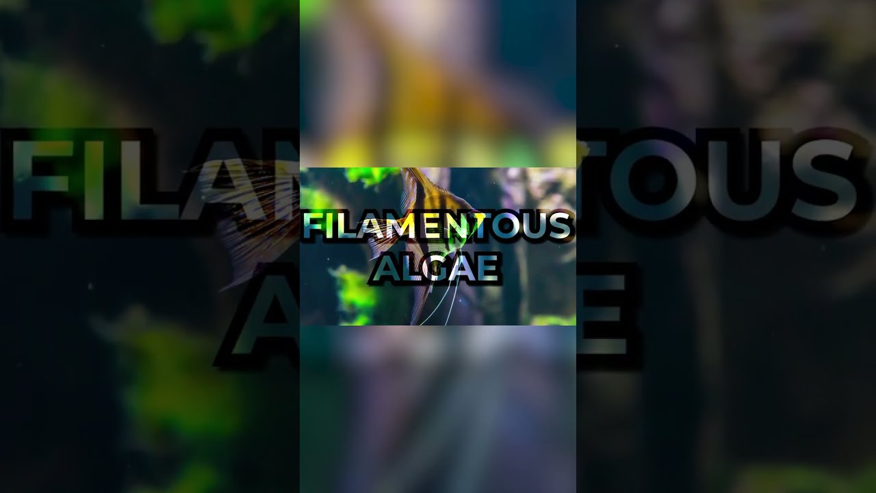 How To Remove Filamentous Algae from your Aquarium