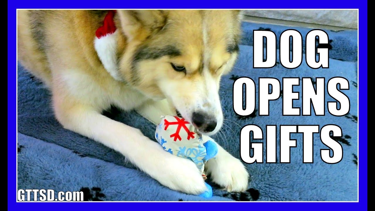 DOG OPENS CHRISTMAS PRESENTS and GIFTS