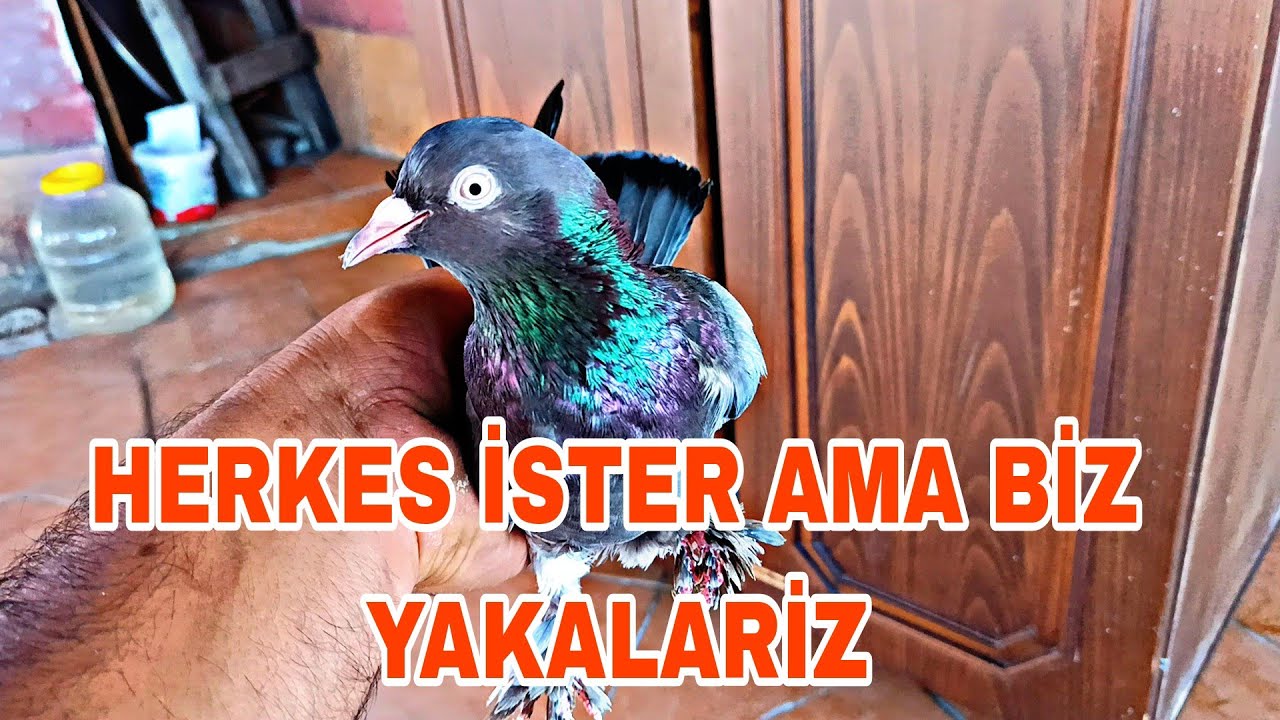 HERKES İSTER AMA BİZ YAKALARİZ 4 TANE  EFSANE KELEBEK KAÇAK