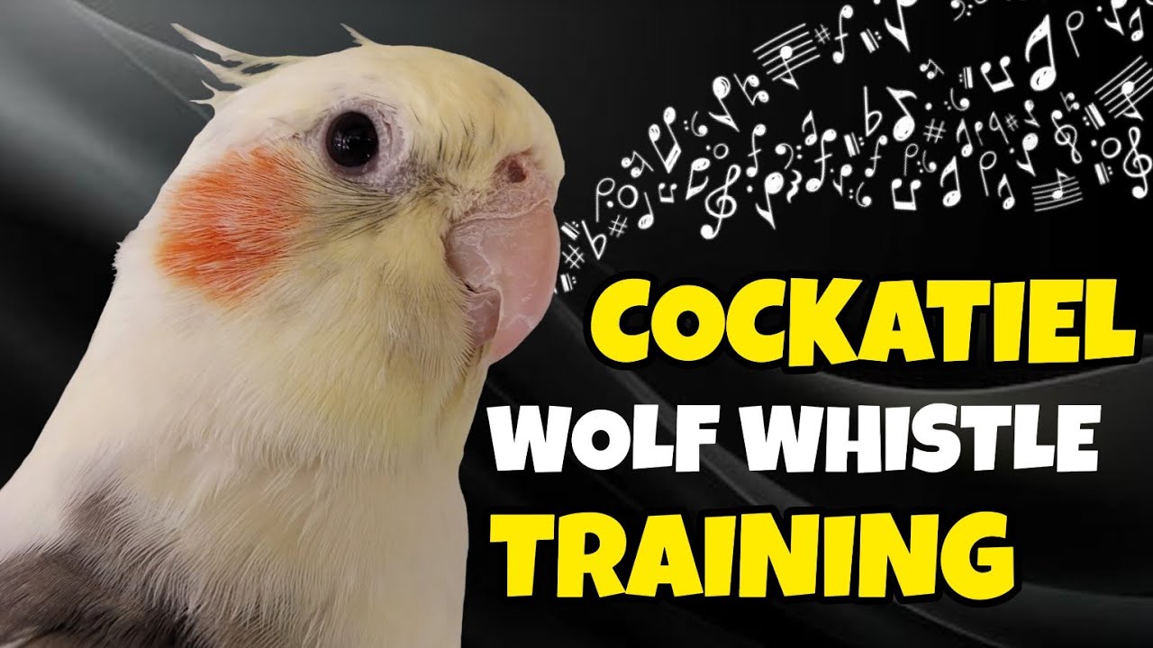 COCKATIEL WOLF WHISTLE TRAINING | Cockatiel singing natural songs and Wolf whistle