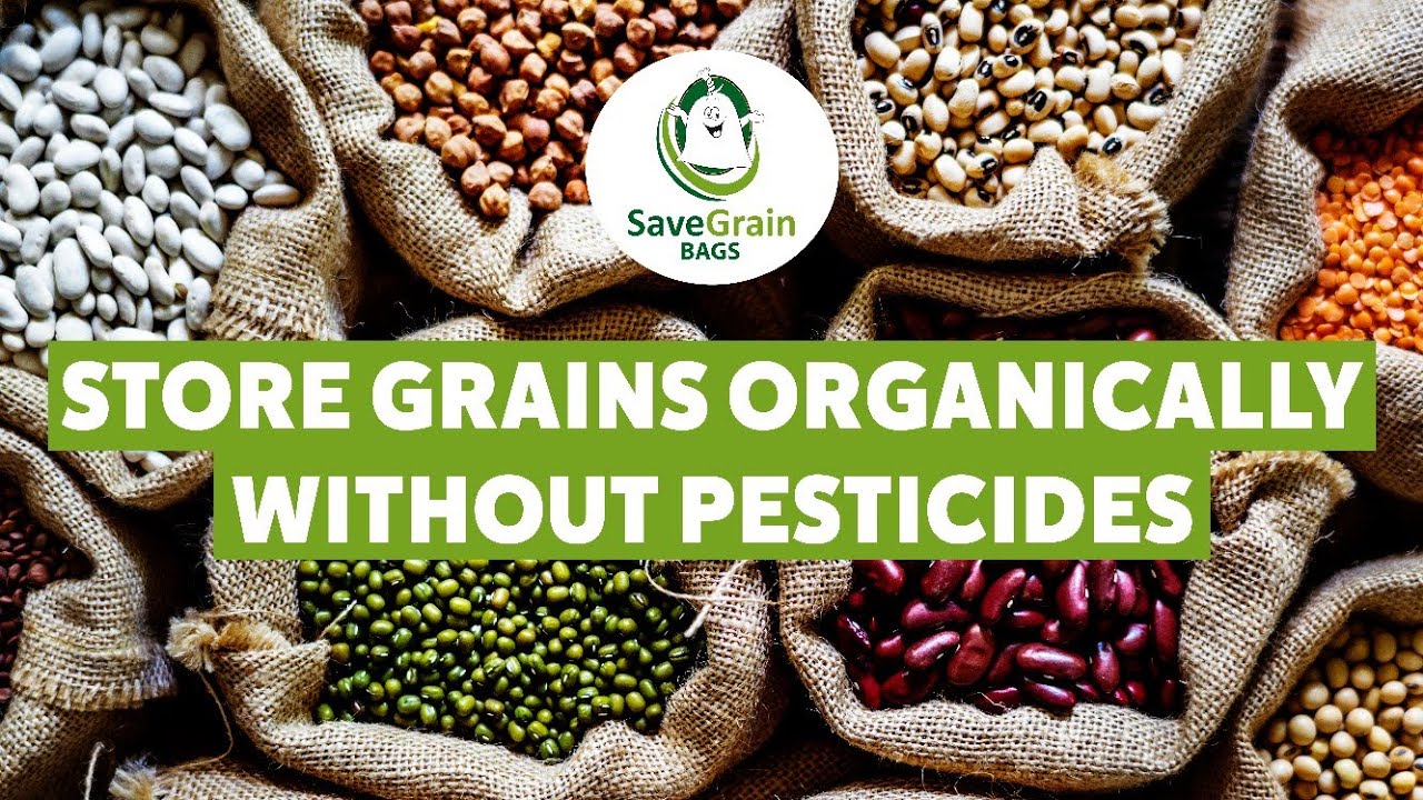 How to Store Grains for long term without Pesticides | SaveGrainBags