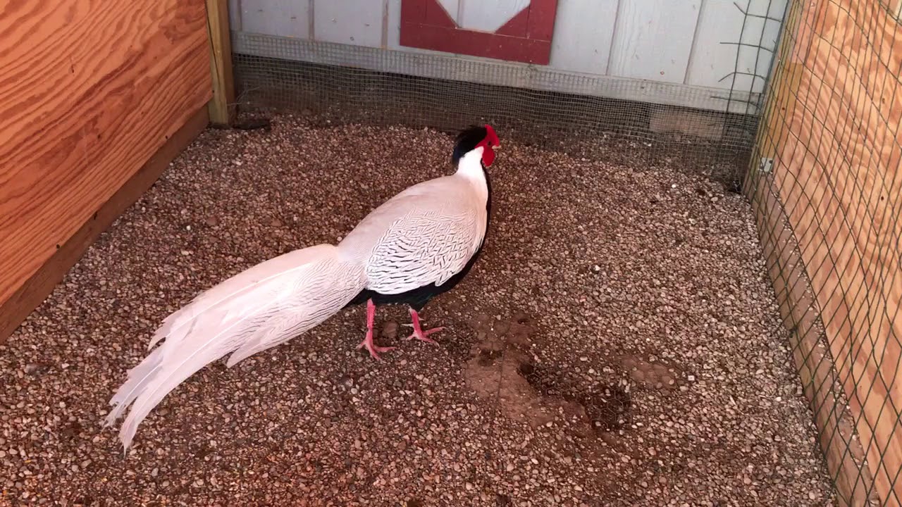 Silver Pheasant - Nraj Dawb Updates 12-25-2017