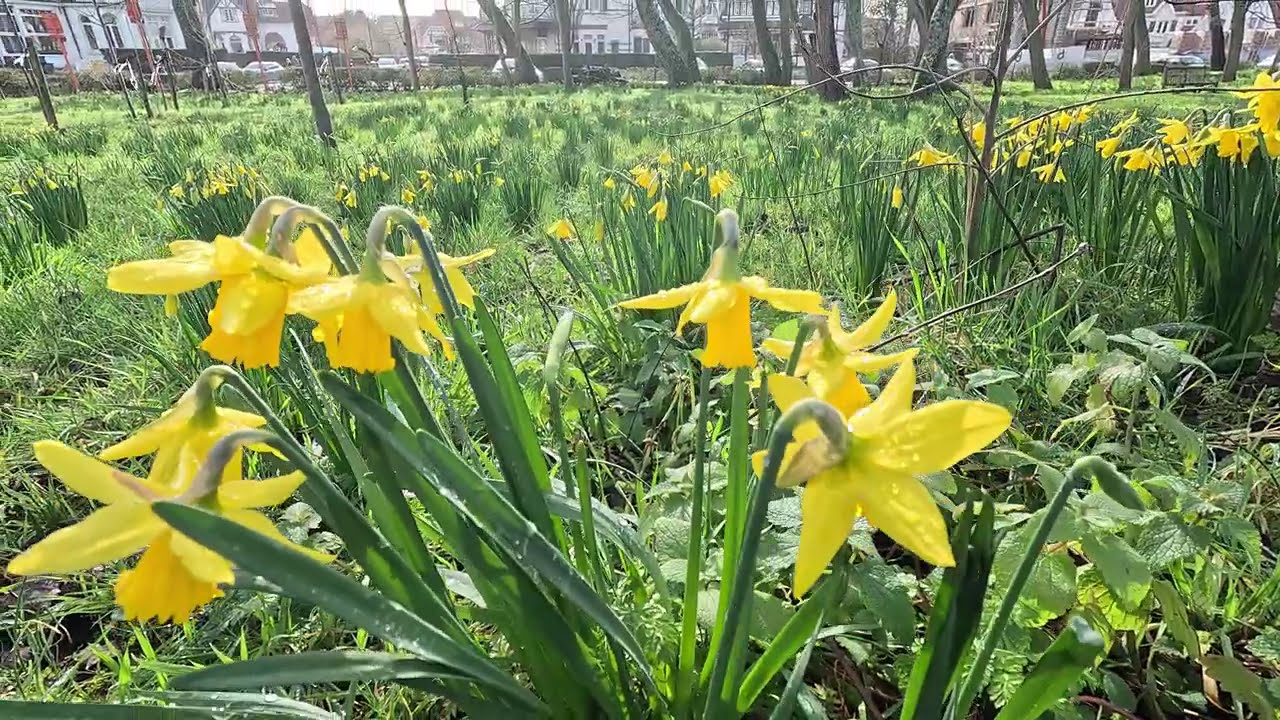 Daffodils in Bloom at La Potinière Park | 4K 🏵 De Haan | Belgium 🌼