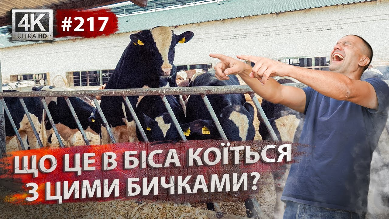 Огляд ферми ВРХ. Як ми утримуємо бичків? Внесення органіки