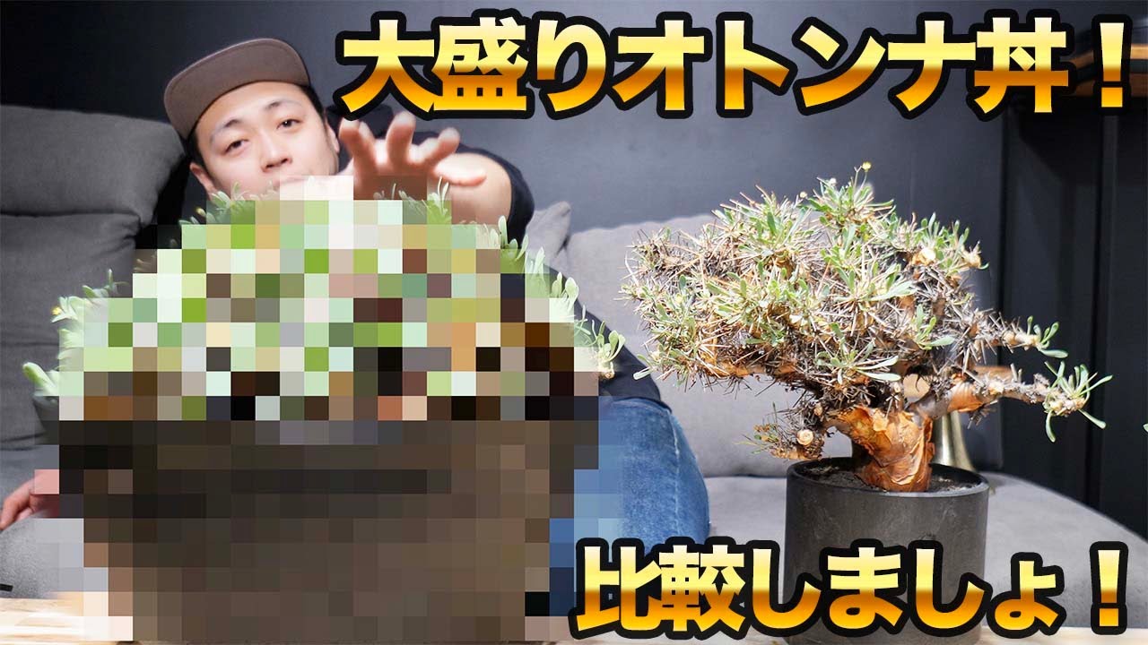 超ビックサイズ！オトンナユーフォルビオイデス丼！我が家の秘蔵っ子登場！