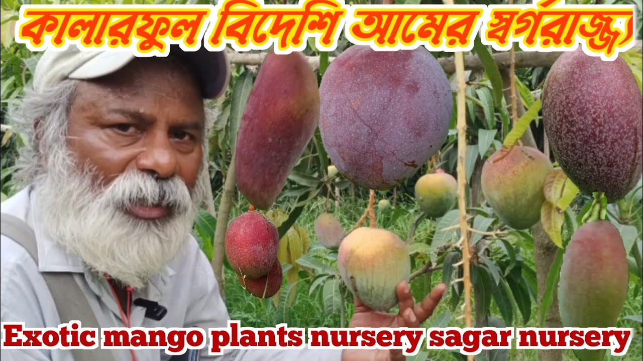 সাগর নার্সারি।।Exotic Mango Plants Nursery Sagar Nursery।।M Dream Garden ।।