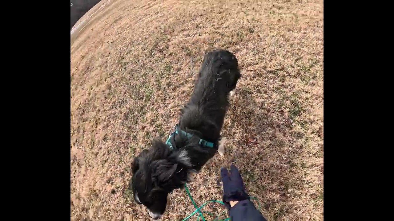 Dylan 1  2-10-26