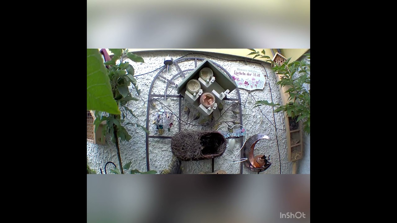 Kohlmeisen entdecken das Rotkehlchen - Nest …