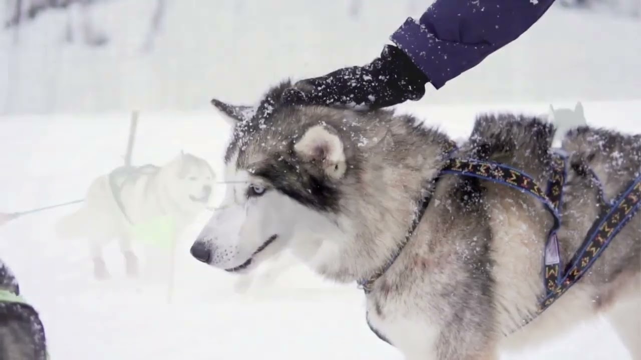 Dog Heroes #dog #doglover #dogheroes