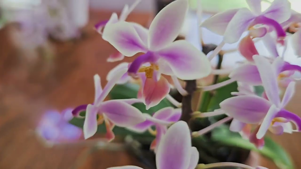 Orchid Blooms Tour + Update on My Tolumnias!  July 2025