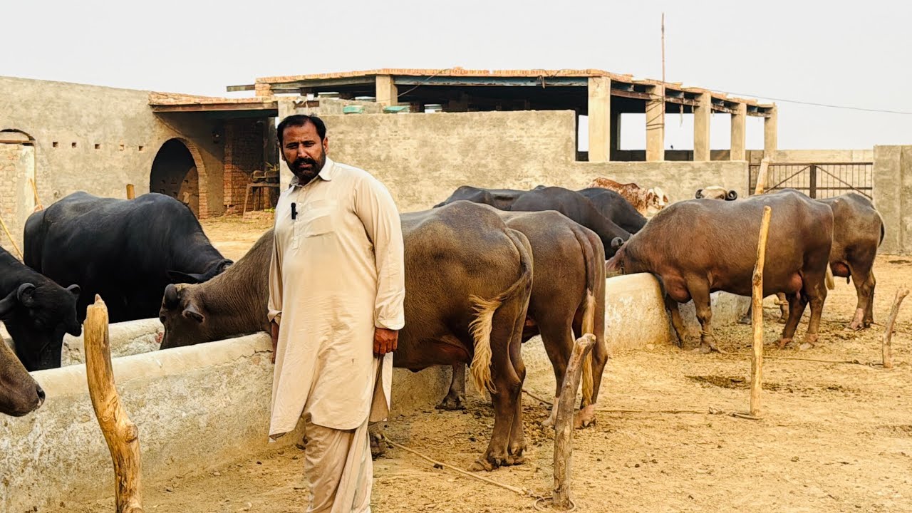 Beautiful Nili Ravi Brown Buffaloes || Syed Qaiser Abbas || Pak Buffalo Tv 