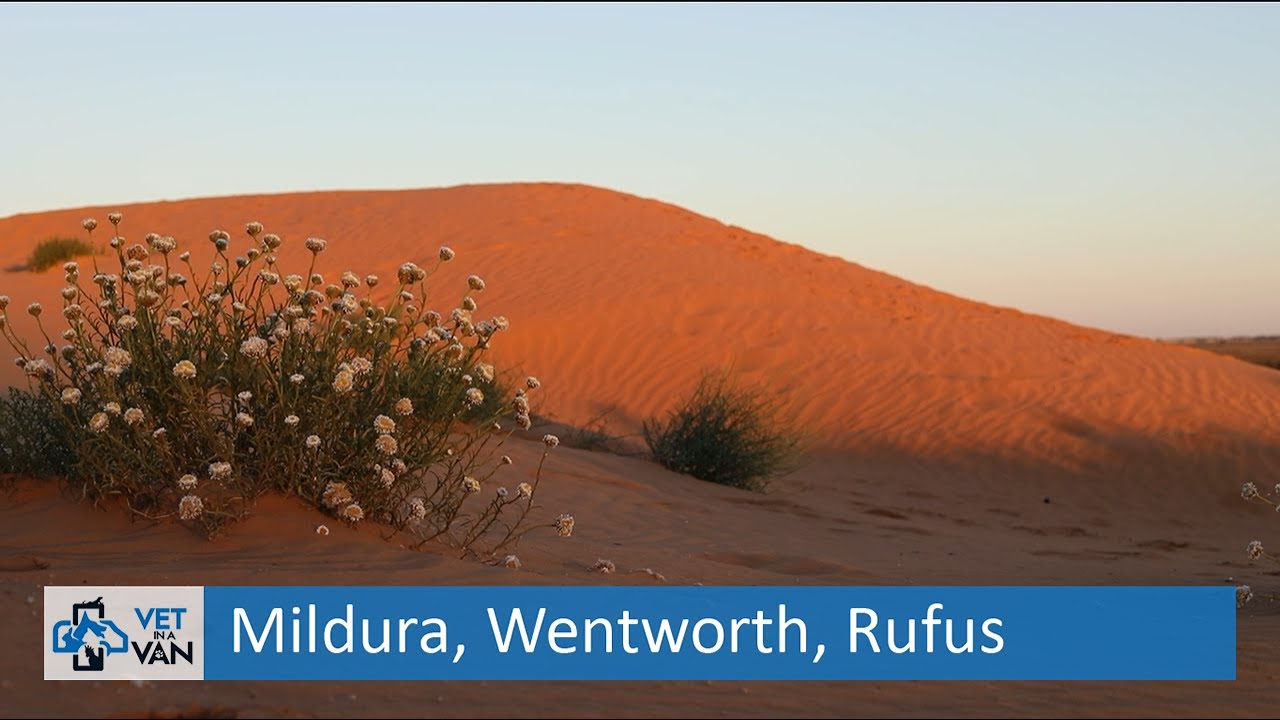 Free Camping around Mildura, Wentworth  and Rufus in our van