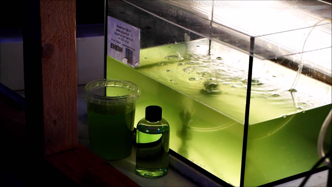 Phytoplanktonzucht