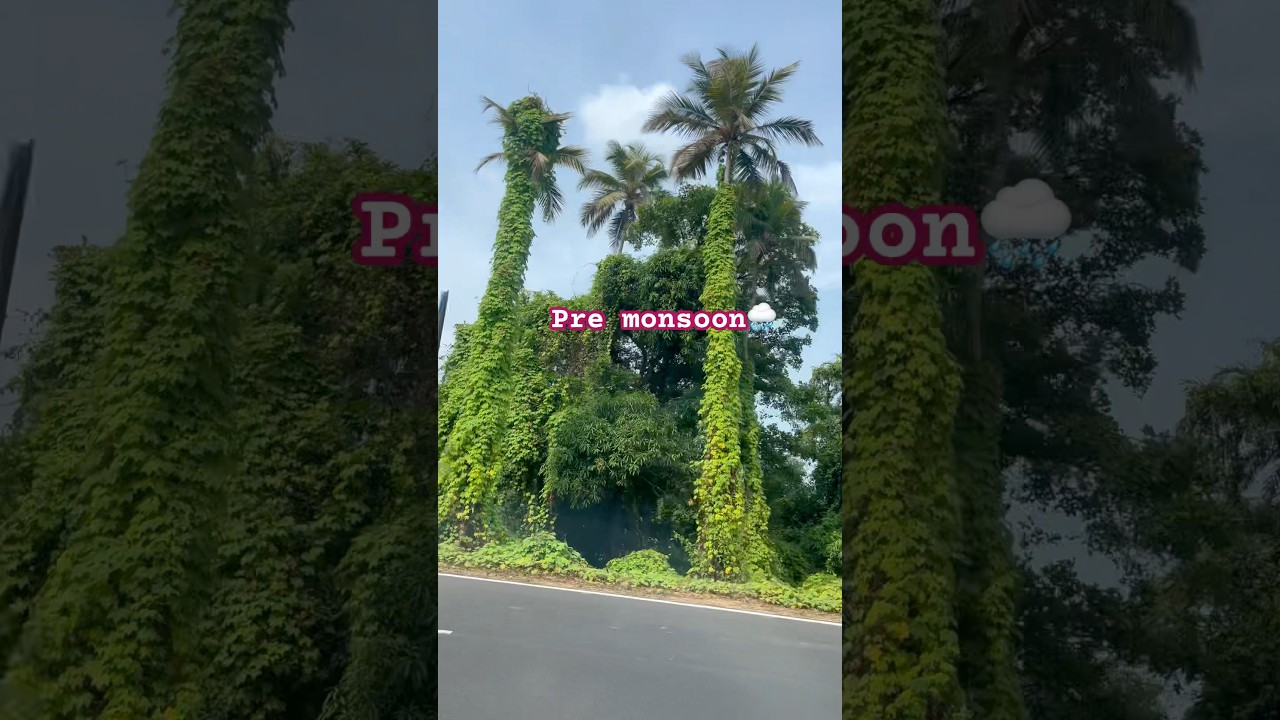Pre monsoon 🌧️#monsoon #coconut #coconuttree #creeper #viralshort#plants