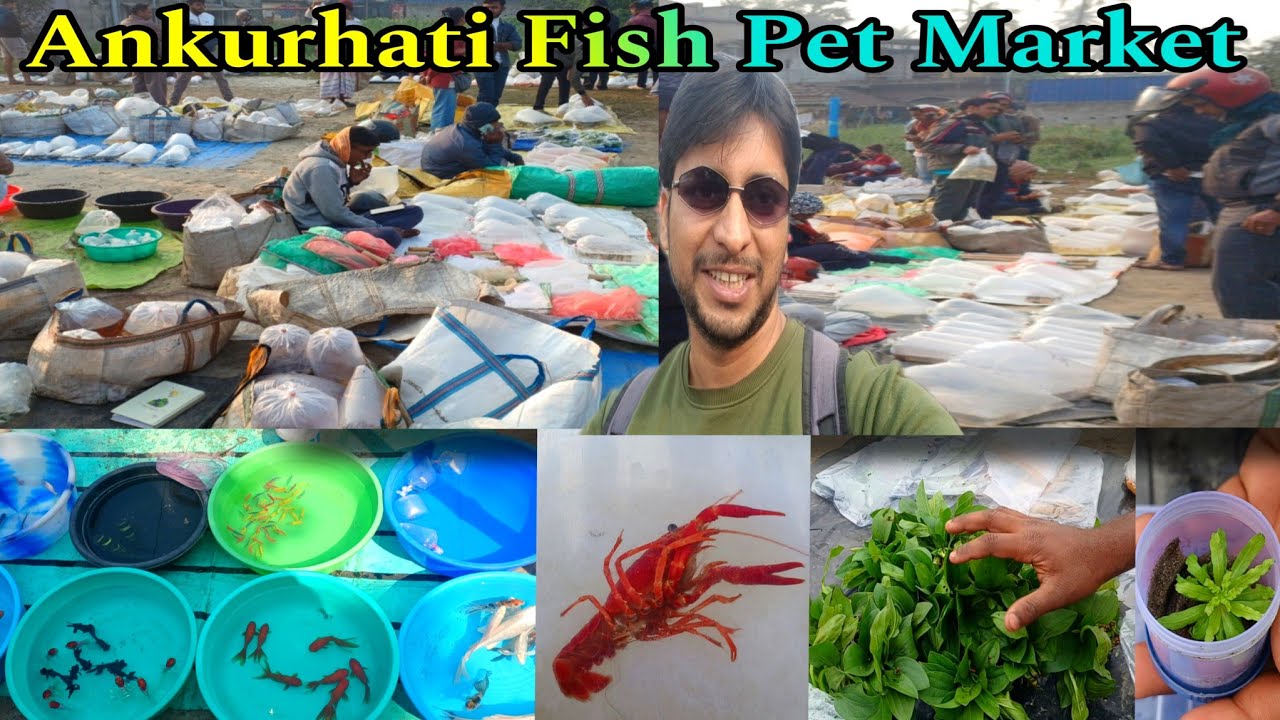 অঙ্কুরহাটির Howrah Pet Market | Ankurhati Aquarium Fish Haat | Aquarium Fish Pet Market | Fish 