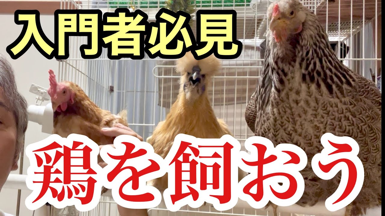 【完全版】ニワトリの飼い方入門・鶏の入手方法から飼育管理まで詳しく解説！