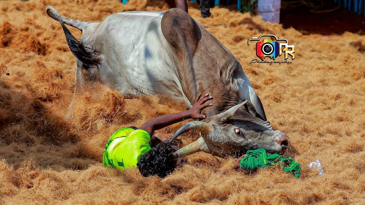 Today thanjavur jallikkattu ||jallikkattu video ||jallikkattu 2026