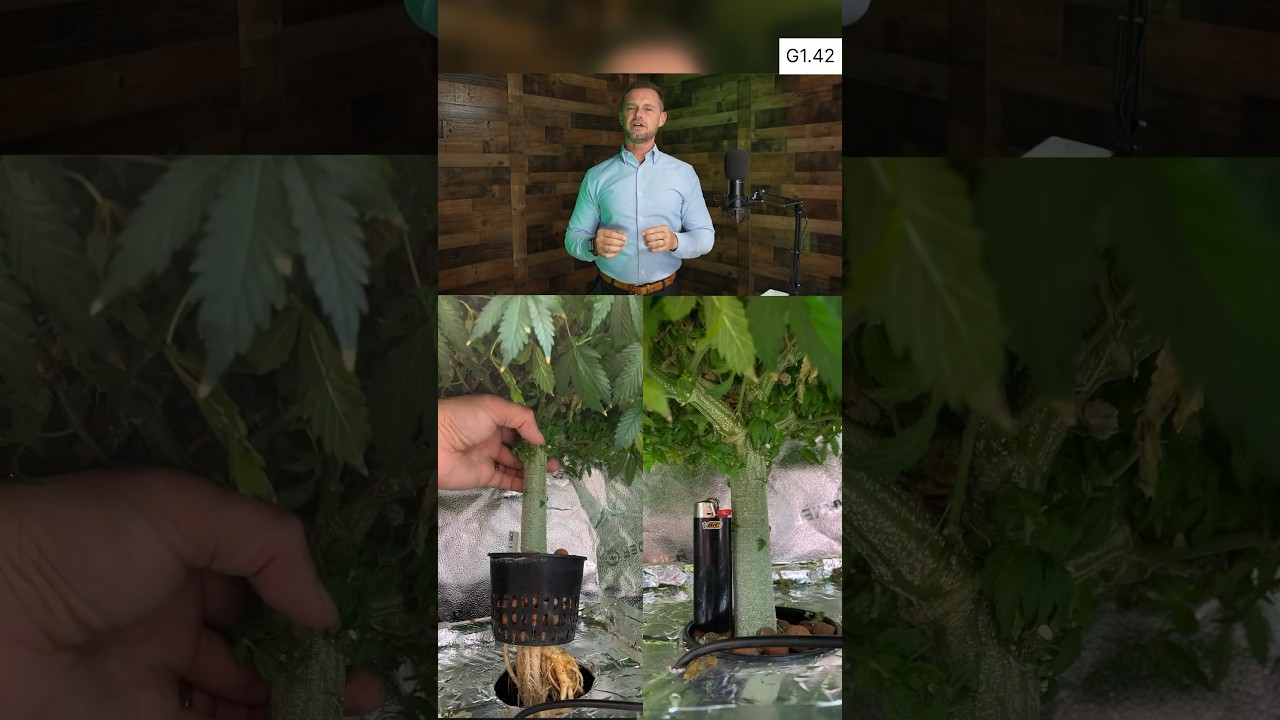G1.42 (P1): DWC cannabis grow reservoir set up. #cbd #thc #dwc #cannabis
