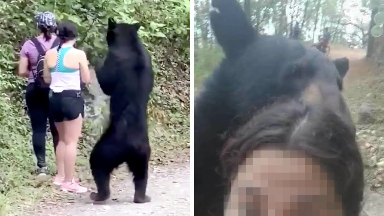 Gef&auml;hrliche Aktion: Junge Frau schie&szlig;t Selfie mit Schwarzb&auml;ren