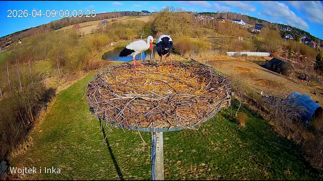 🛬Para bocian&oacute;w ląduje - Lublewo, PL - 09 04 2026