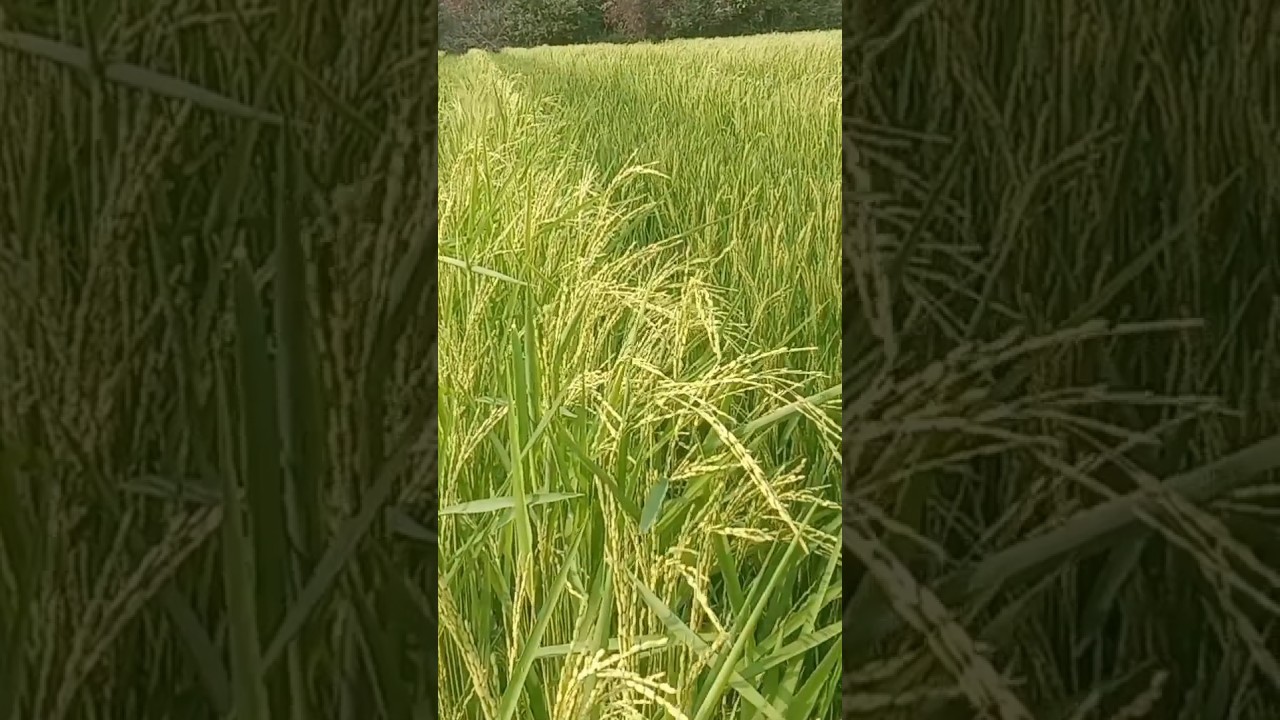 paddy male female flowering time 