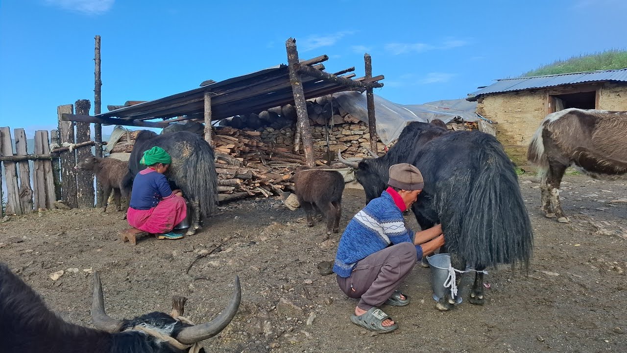 the himalayan village life | yak farming | yak milk washing | dolpa nepal || 