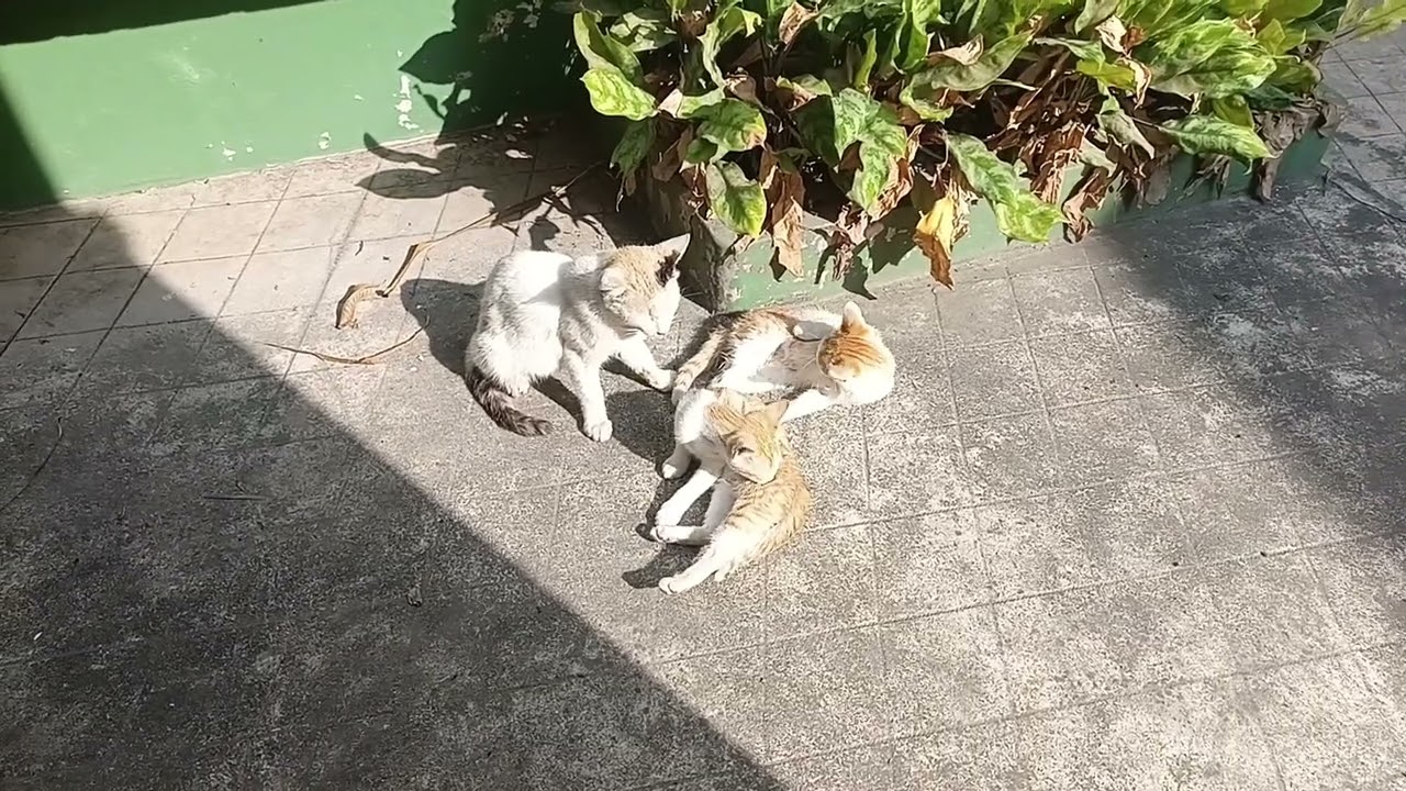 #my little kittys 😺😺😺