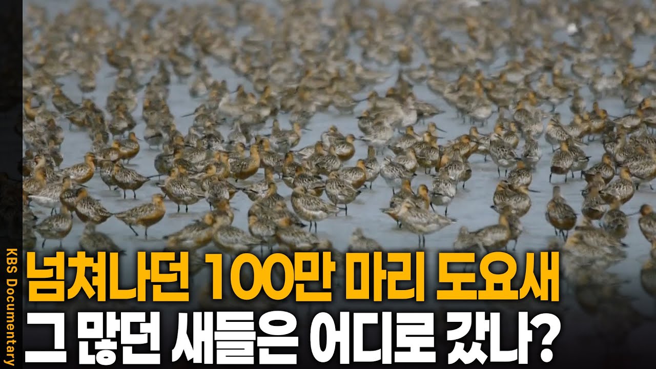 서해의 100만 도요새, 전부 어디로 사라졌나 | KBS 20110525 방송