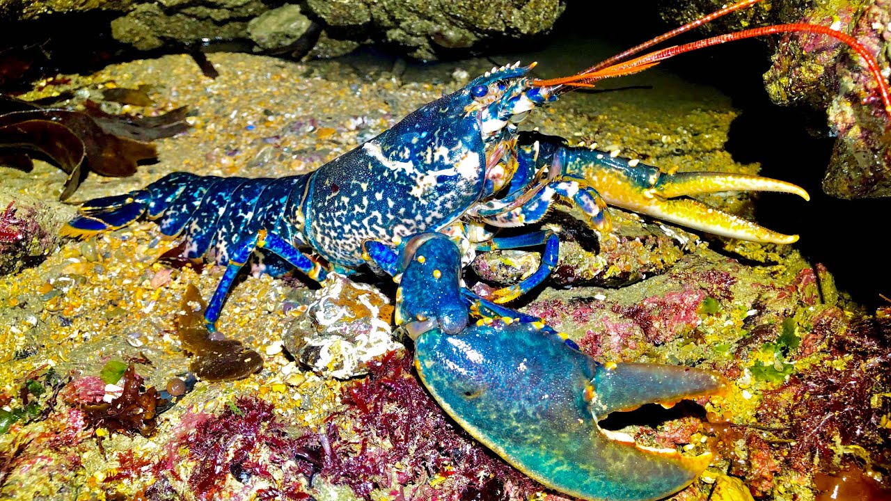 Coastal Foraging at Night - Lobsters, Crabs, Conger with awesome UV footage | The Fish Locker