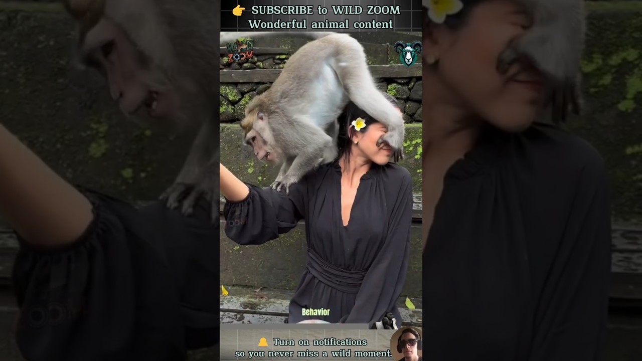 18 AMAZING Animal Clips You MUST See! ⚡ WILD ZOOM #animals #animalshorts  #animalclips