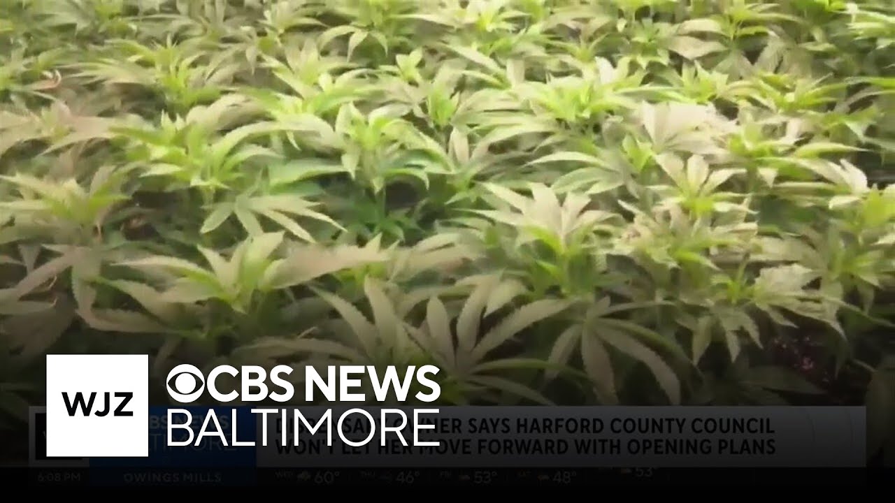 Maryland cannabis dispensary owner says council delaying opening
