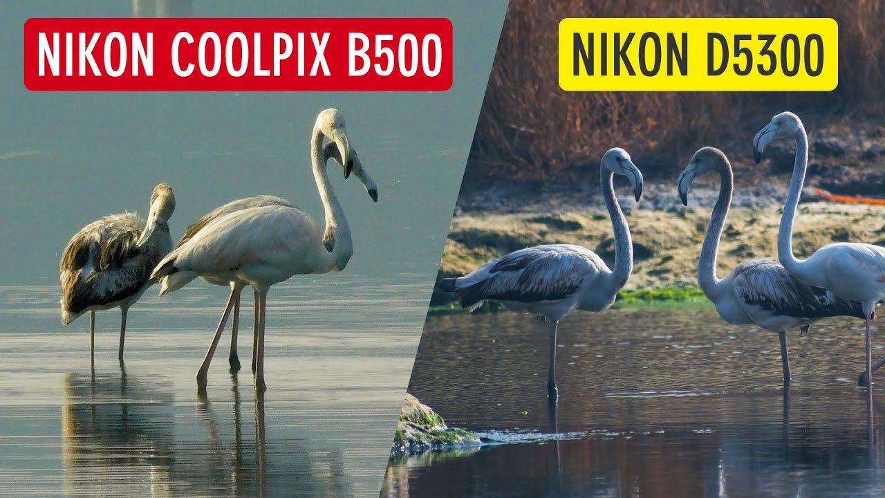 Фотосъёмка птиц с помощью Nikon Coolpix B500 и Nikon D5300 (фотосъёмка с помощью Nikon B500) | Со...