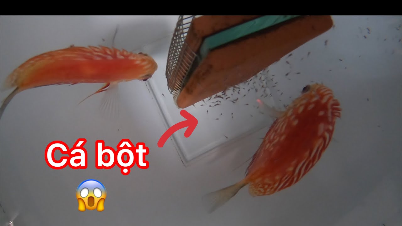 ngắm cá dĩa chăm con tại trại cá cảnh của anh Thanh - discus fish