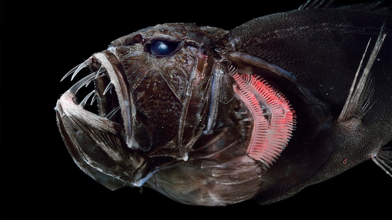 Gli 8 Animali Marini Pi&ugrave; Rari Del Mondo