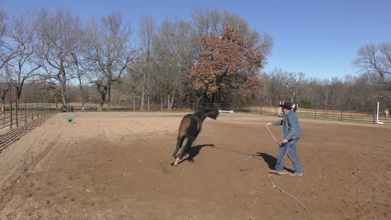 Aequitas Untrained Arabian Stallion Part 7  Teaching Back up and Shoulder Movement