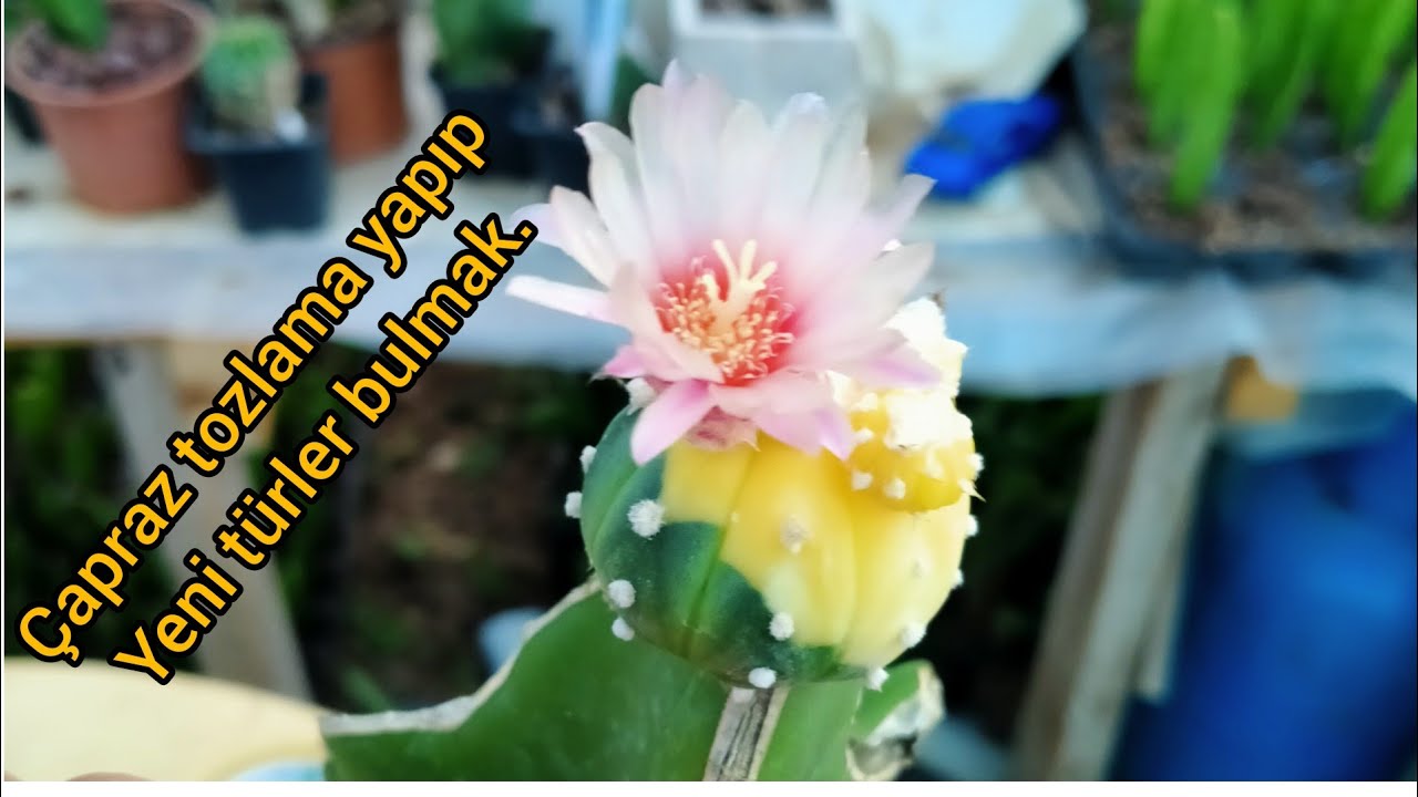tozlama zamanı. pollination time