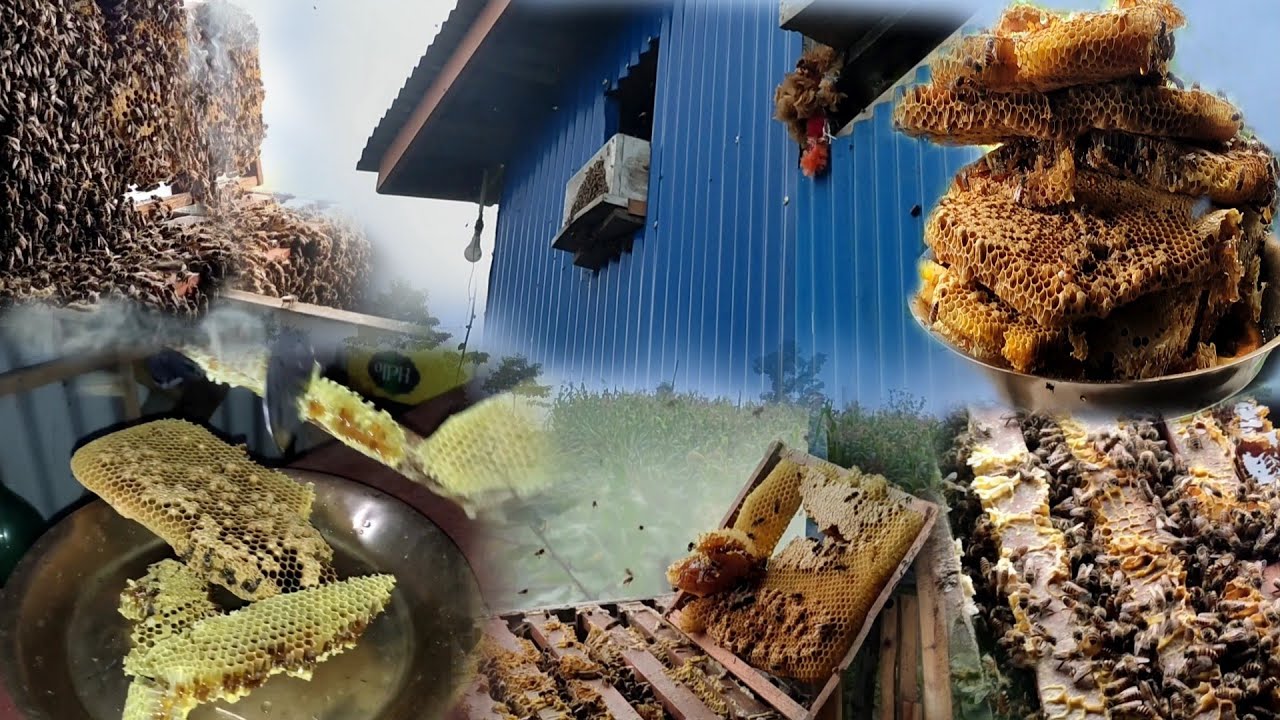 Honey Hunting in Village Nepal | Traditionally Taking Out Hive of Bees | Village Life Of Nepal