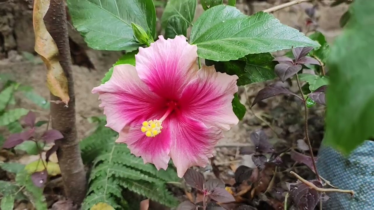 Hibiscus 🌺 Flower / Hibiscus rosa-sinensis hybrid / showy, trumpet-shaped blossoms /  Hibiscus 