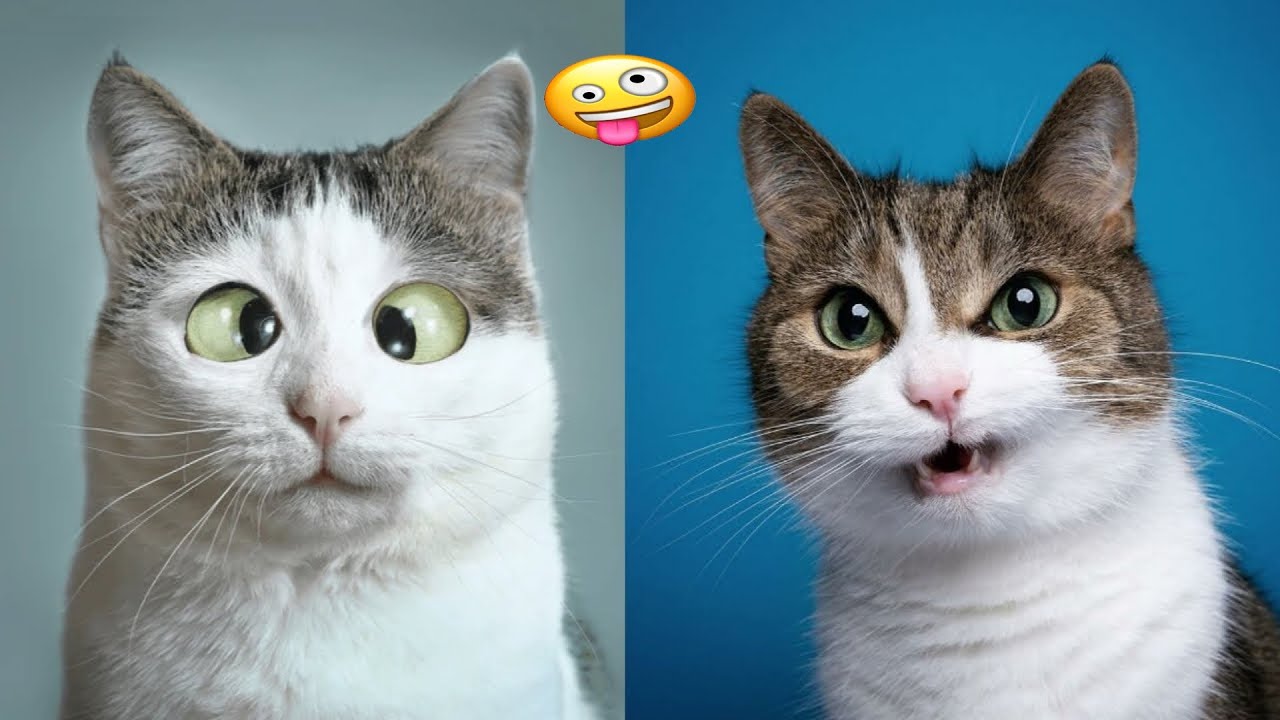 So Funny! Funniest Cats and Dogs 2024🤔New Funny Animals 2024😹🐕 part79