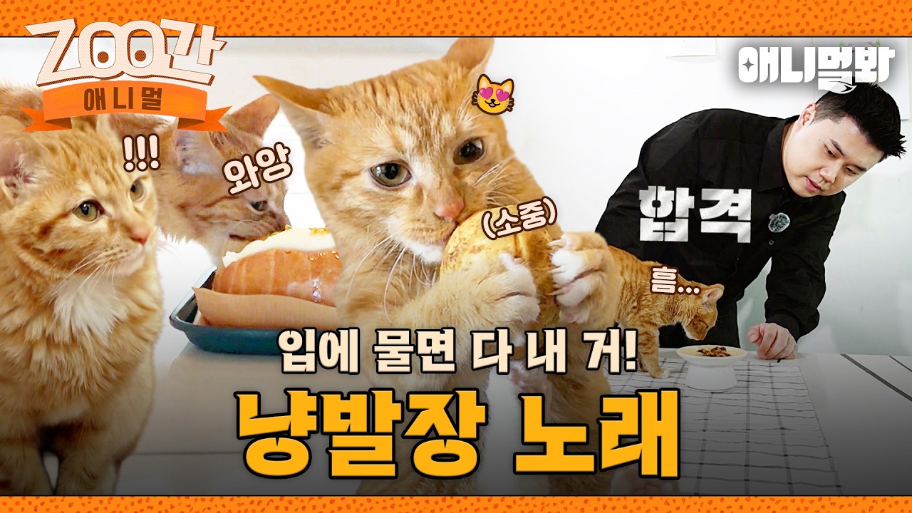 [#Zoo간애니멀] 🍞훔치는데 걸리는 시간 '단 5초'🫢 현대판 냥발장 노래😸 I EP.1262 #TV동물농장 #AnimalFarm #애니멀봐