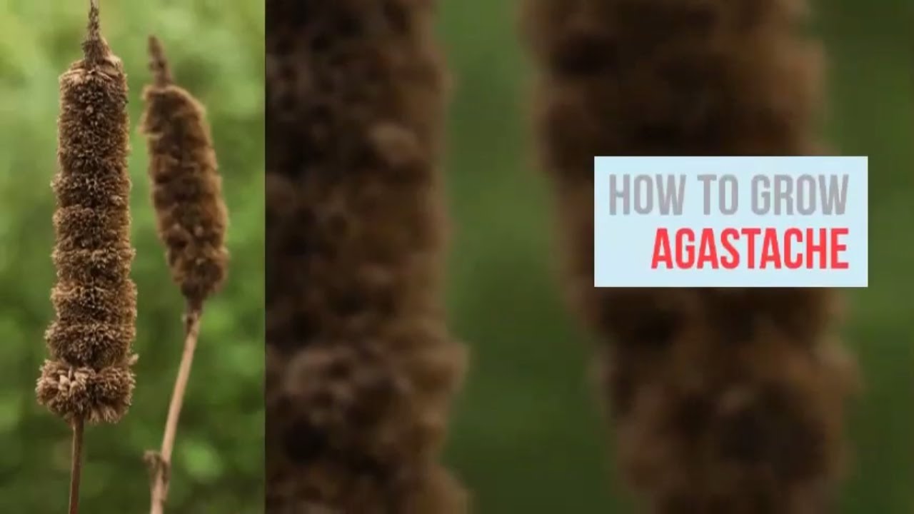 Agastache Growing Guide (Hummingbird Mint, Giant hyssop) by GardenersHQ