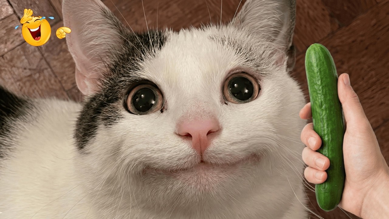 Funny Videos Try Not To Laugh🤣ULTIMATE Crazy and Unpredictable Cats Ever 🤣 Funny Cat Videos