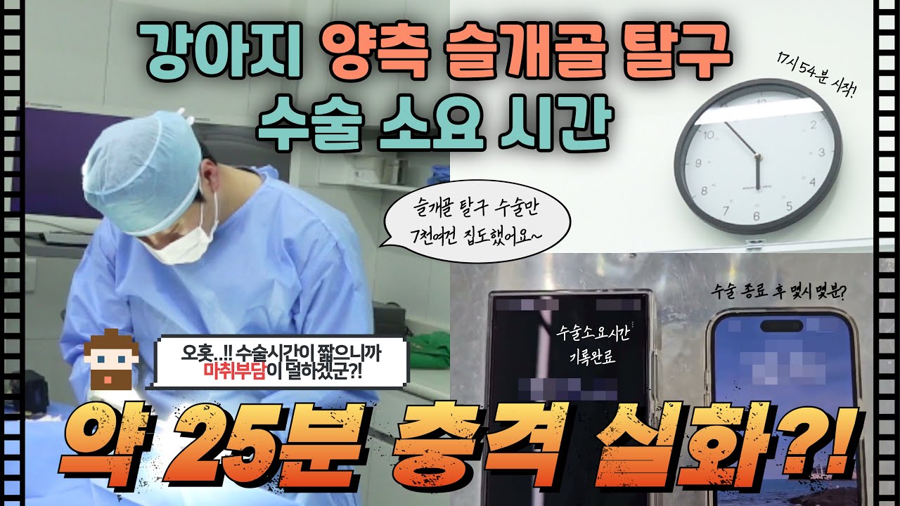 강아지 슬개골 탈구! 양쪽 다리 수술하는데 25분걸리는거 실화?! #스마트동물병원 #스마트정형외과신경외과동물병원