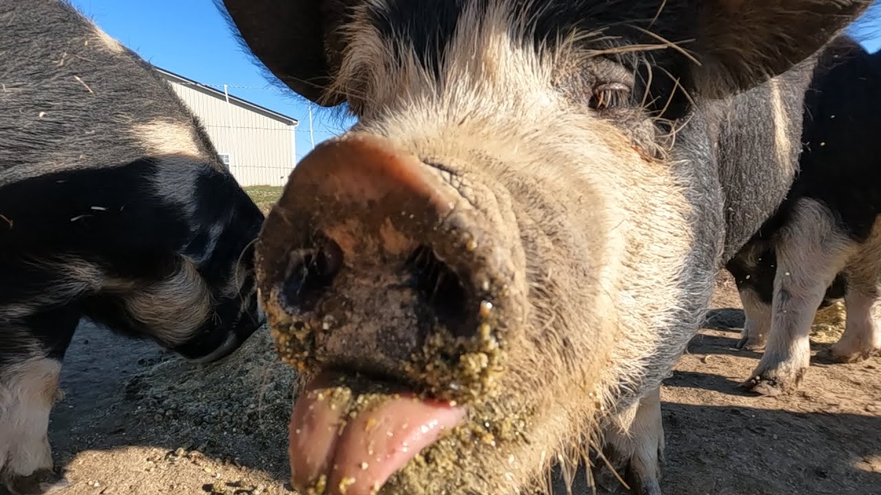 3 minutes of our pigs and piglets eating breakfast