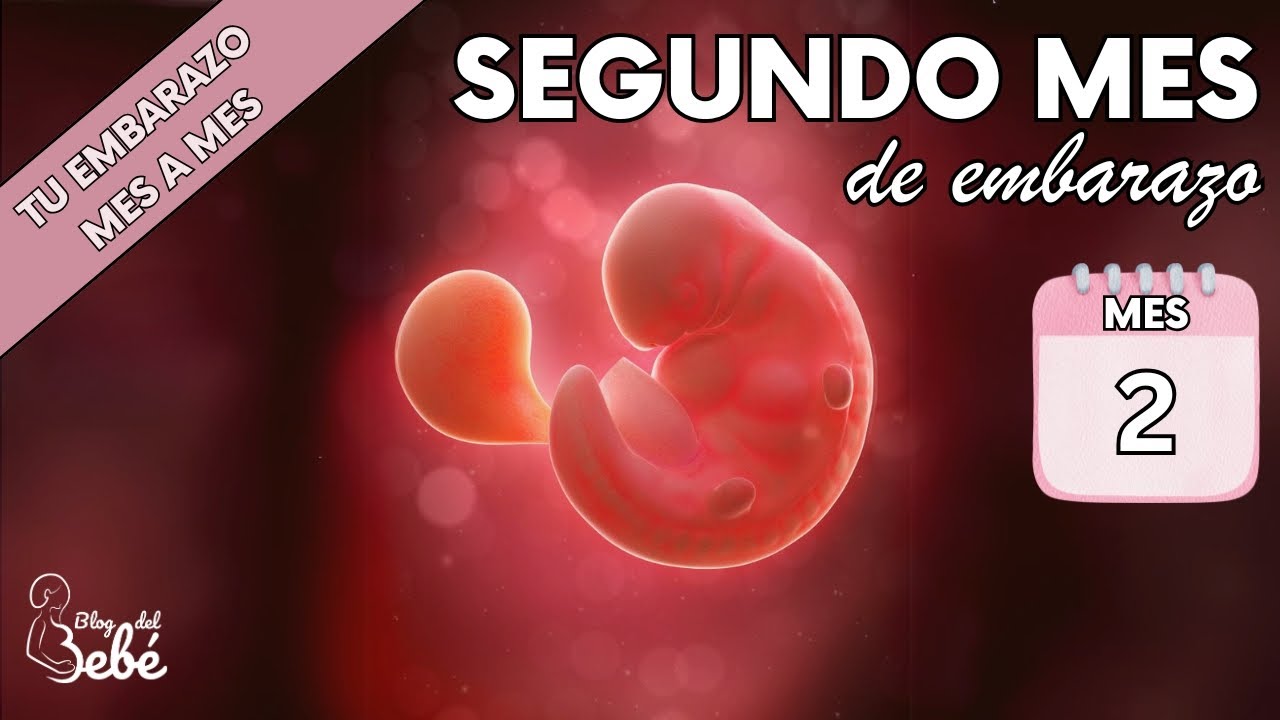 ❤️ Segundo mes de embarazo 🤰 S&iacute;ntomas, consejos y desarrollo del beb&eacute; | El embarazo mes a mes
