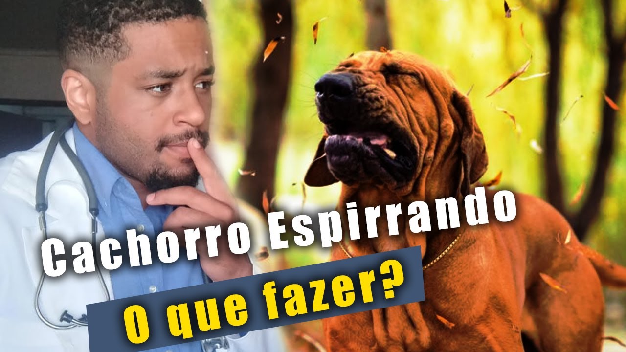 CACHORRO ESPIRRANDO! O que fazer?