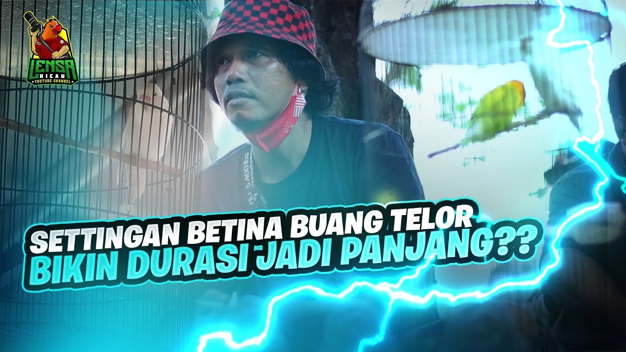 SETTINGAN BUANG TELOR LOVEBIRD BETINA, RAHASIA LOVEBIRD PUPUT DURASINYA MAKIN PANJANG